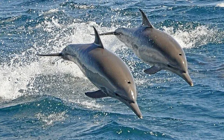 Dolphins leaping from the water during a swim experience in Sharm El Sheikh.