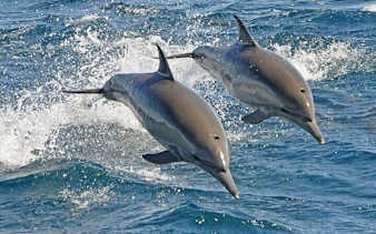 Dolphins leaping from the water during a swim experience in Sharm El Sheikh.