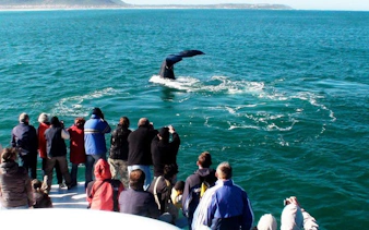 private hermanus whale watching boat tour and hemel-en-aarde wine tasting day trip from cape town-8