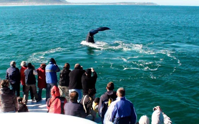 Private Hermanus Whale Watching Boat Tour and Hemel-en-Aarde Wine Tasting Day Trip from Cape Town