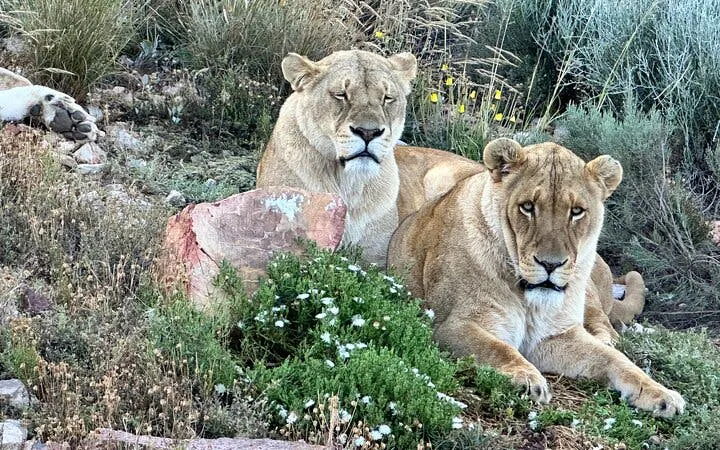 safari di un giorno a città del capo presso l'aquila game reserve con pranzo a buffet, tassa d'ingresso al parco e trasferimenti in hotel-1