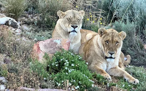 safari di un giorno a città del capo presso l'aquila game reserve con pranzo a buffet, tassa d'ingresso al parco e trasferimenti in hotel-1