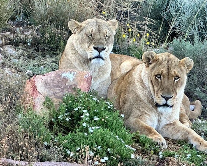 Cape Town Day Safari at Aquila Game Reserve with Buffet Lunch, Park Fees, and Hotel Transfers