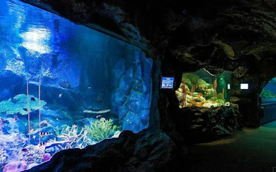 Underwater World Pattaya aquarium tunnel with marine life exhibits.