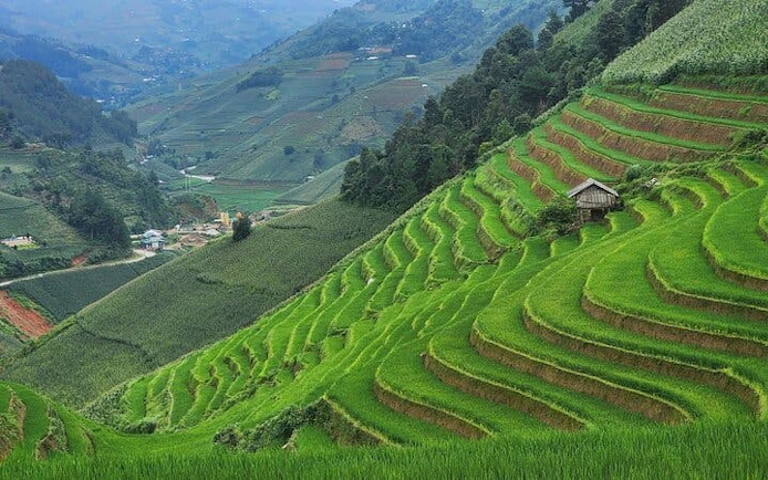 Terraced rice fields in Mu Cang Chai, Vietnam, with a small wooden hut and distant mountains.