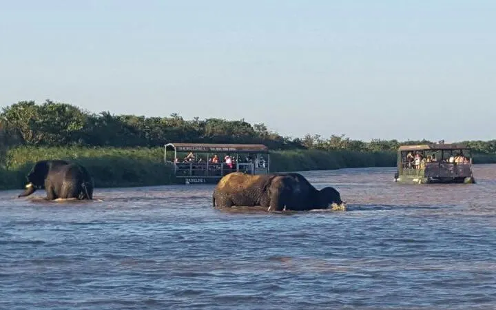 Elephants wading in water near tour boats at Hluhluwe-Imfolozi Game Reserve, Durban.