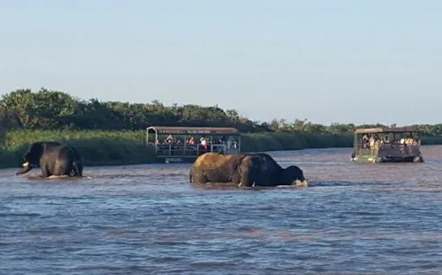 Elephants wading in water near tour boats at Hluhluwe-Imfolozi Game Reserve, Durban.
