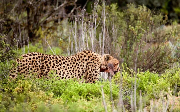 safari e tour naturalistico lungo la garden route da città del capo, con tappe a oudtshoorn e mossel bay-9