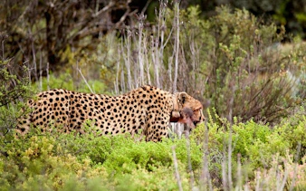garden route safari and wildlife tour from cape town with oudtshoorn and mossel bay visits-9