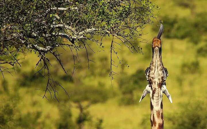 Giraffe reaching for leaves in Zanzibar, Tanzania during an 8-day journey.