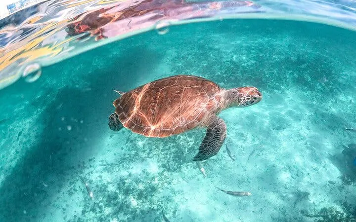 Sea turtle swimming in clear cenote waters during a private snorkeling tour.