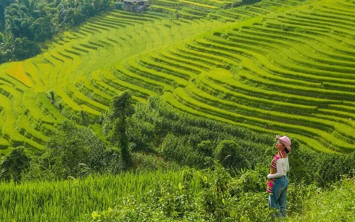 Terraced rice fields in Muong Hoa Valley, Sapa, with a person observing the landscape.