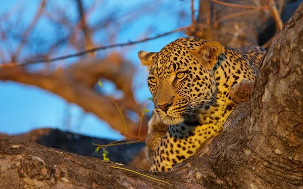 Kruger Tremisana Safari: Open-Vehicle Game Drives, Bush Walks, and Unique Lodge Stays from Johannesburg