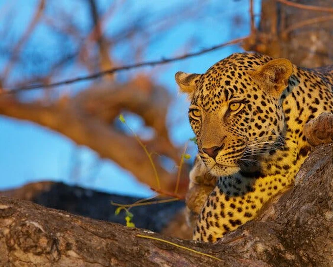 Kruger Tremisana Safari: Open-Vehicle Game Drives, Bush Walks, and Unique Lodge Stays from Johannesburg