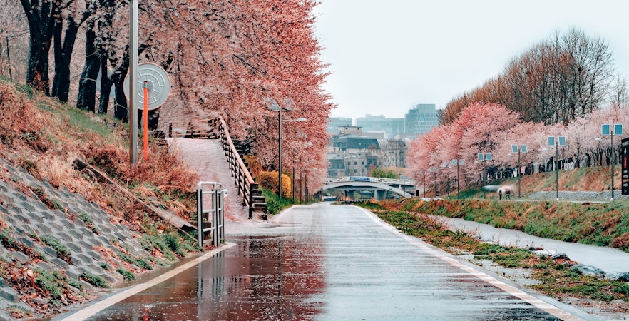 Book Seoul special Tickets