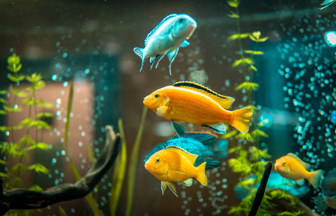 Aquarium underwater tunnel with diverse marine life swimming overhead.