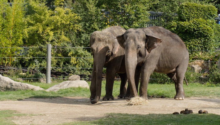 Zoológico de Praga - Elefantes - entrada zoológico