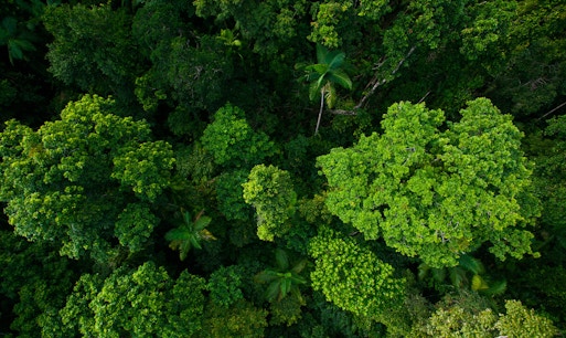Kuranda Rainforestation Nature Park