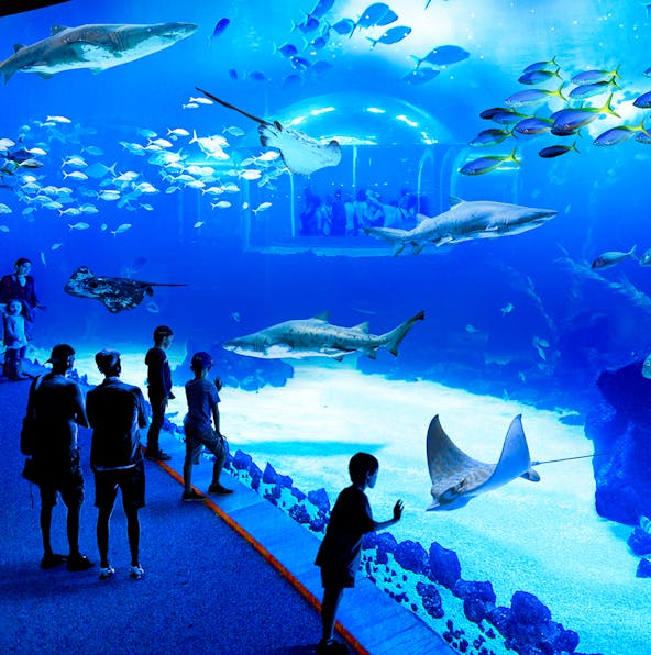 Coral reefs to deep seas | Unravel the wonders of Poema del Mar