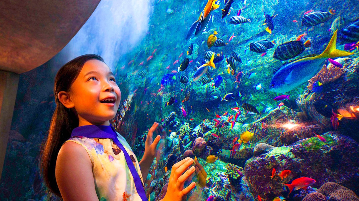 Perchè visitare un acquario