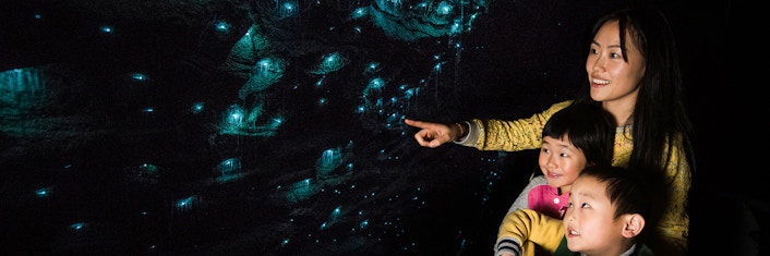 Best Tours in Waitomo