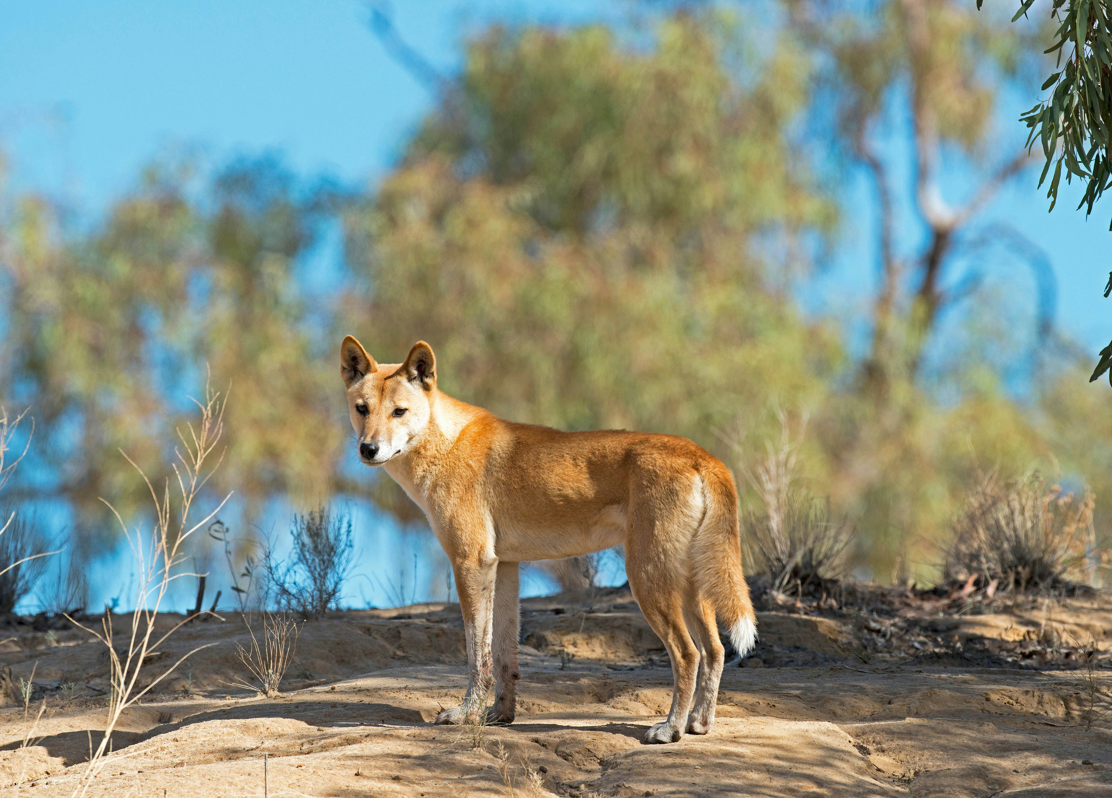 Dingo