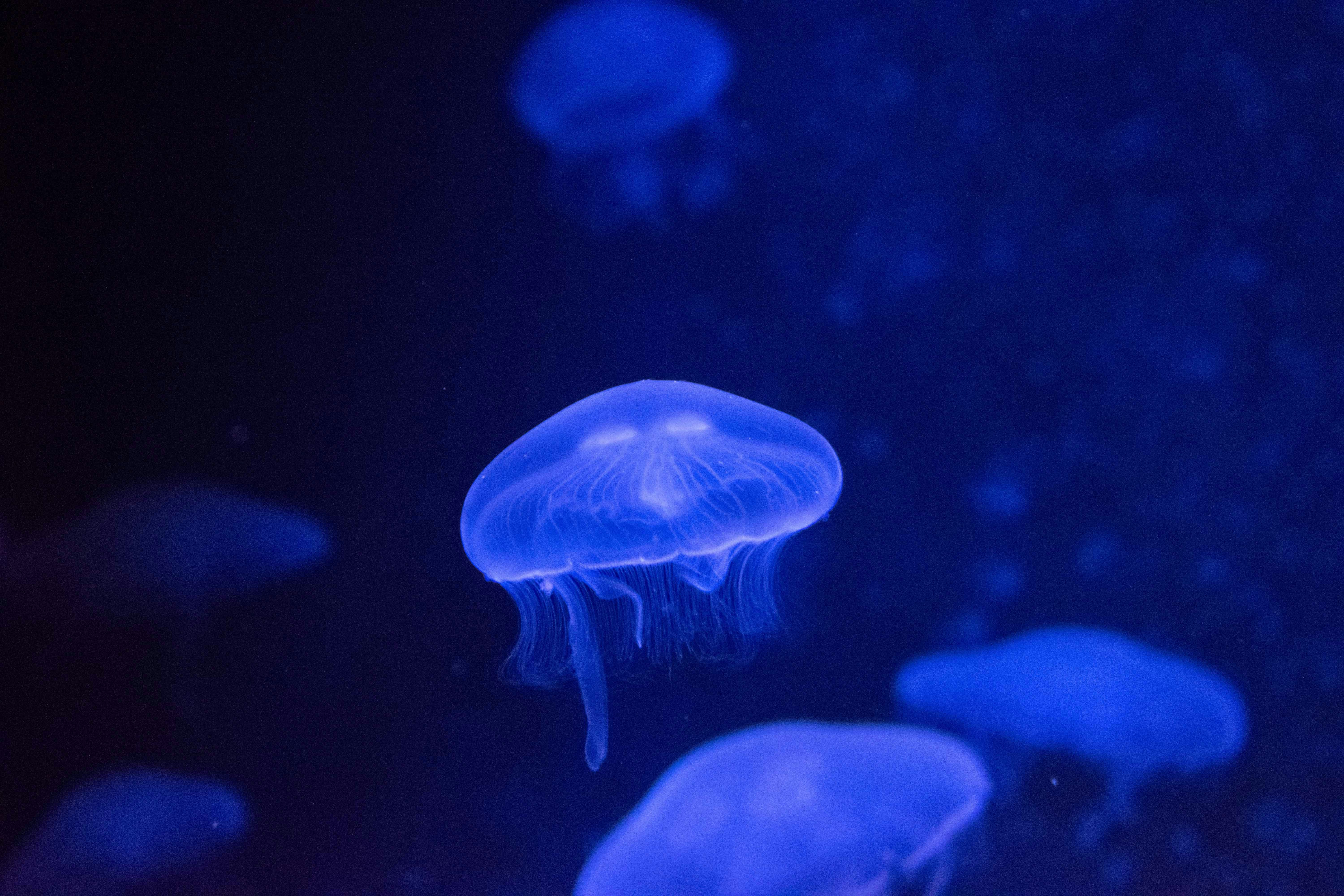 Jellyfish & Conservation