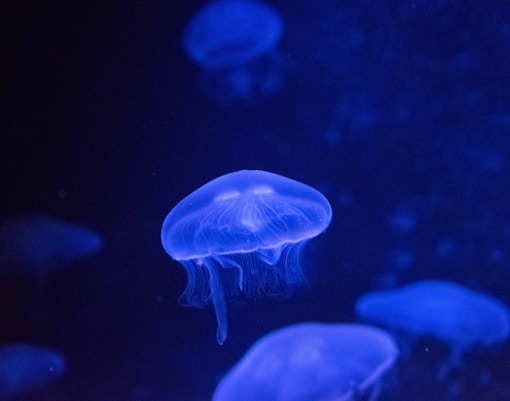 dubai aquarium