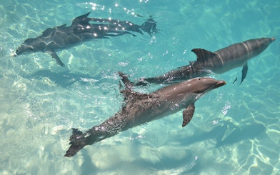 Dolphins swimming in clear ocean water near a boat tour in Hawaii.
