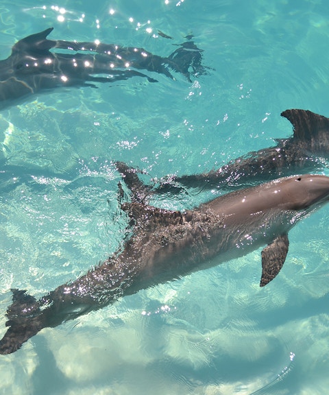 Dolphins swimming in clear ocean water near a boat tour in Hawaii.