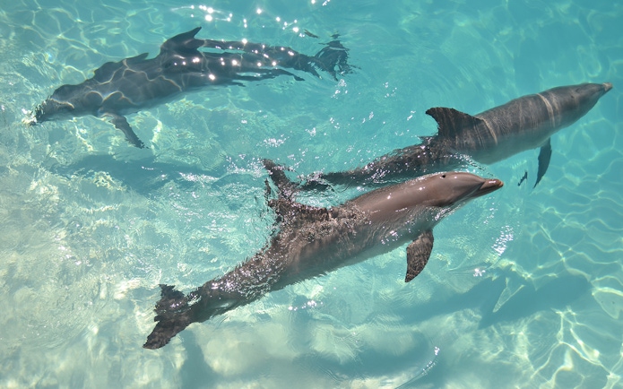Dolphins swimming in clear ocean water near a boat tour in Hawaii.