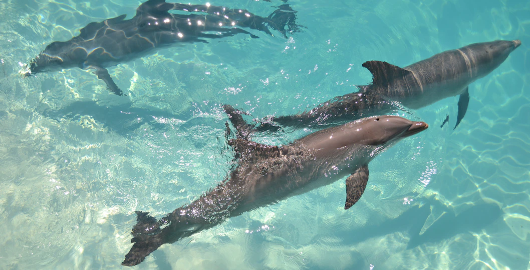 Dolphin Watch Cruises Tickets