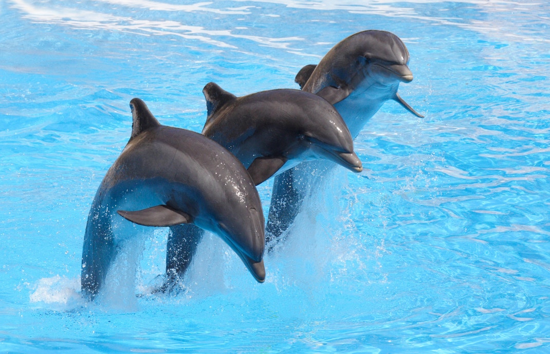 Marineland Mallorca tickets