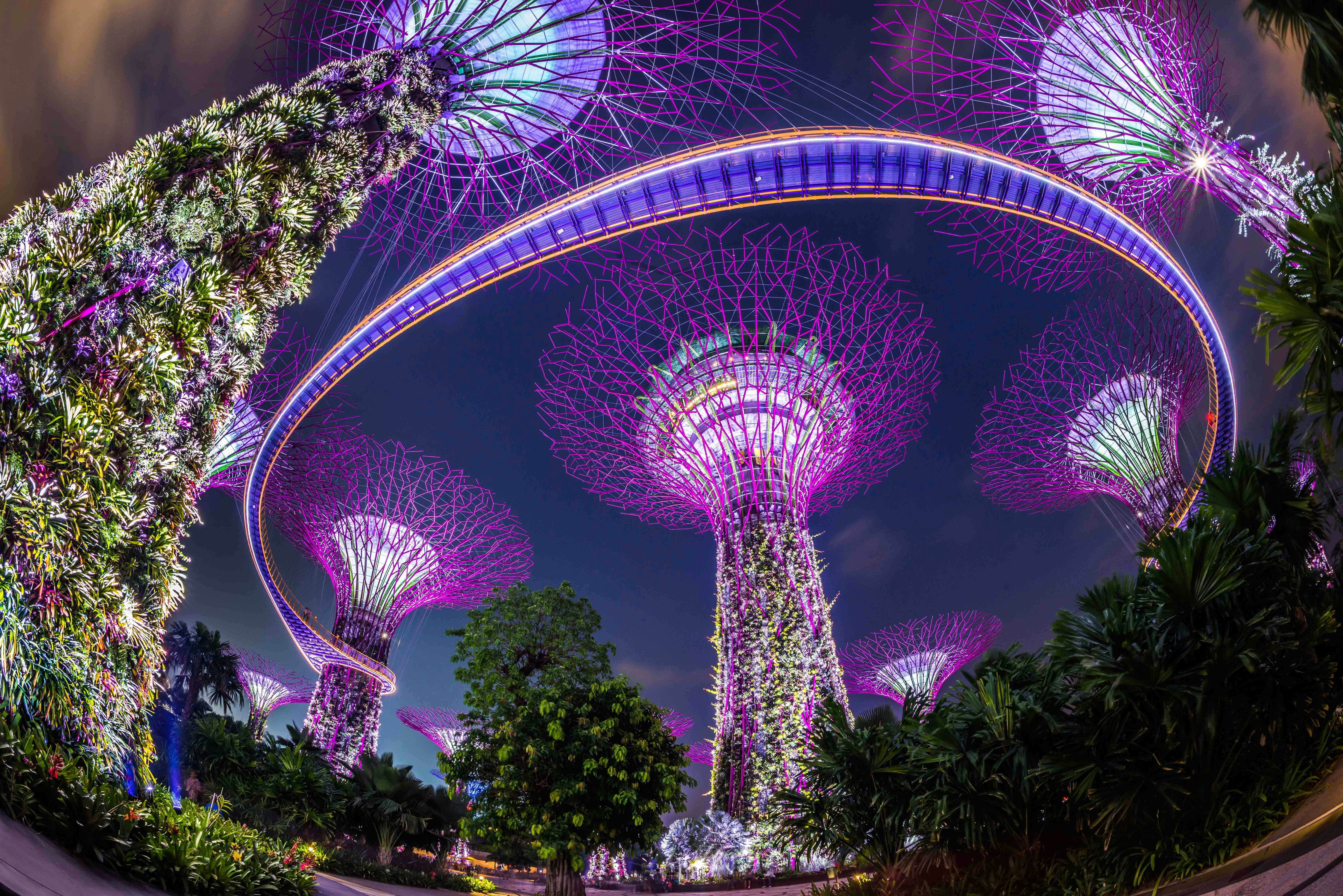 Supertree Grove
