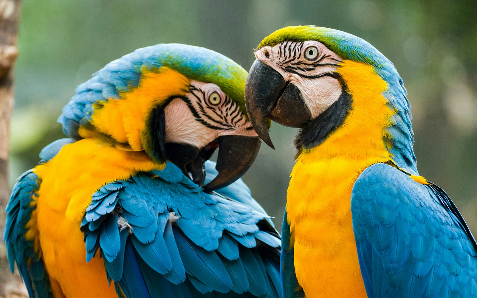 Maleny Botanic Gardens & Bird World