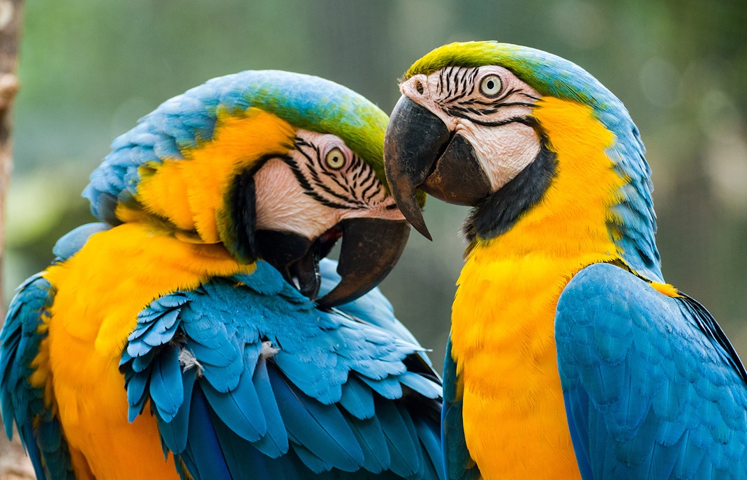 jungle park tenerife tickets