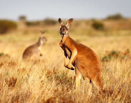 kangaroo