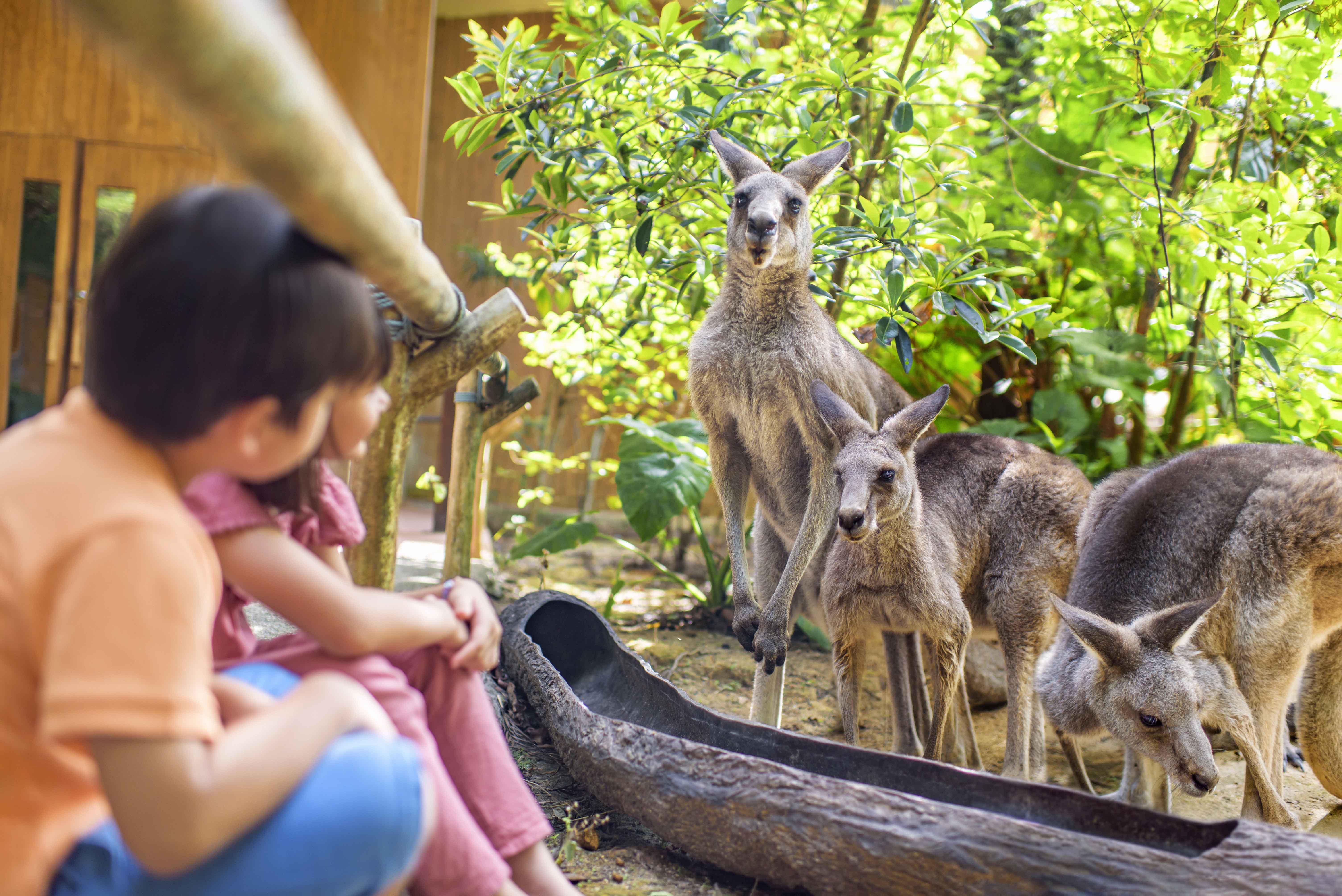 A group of chldren watching kangroos from a distance at the Zoo