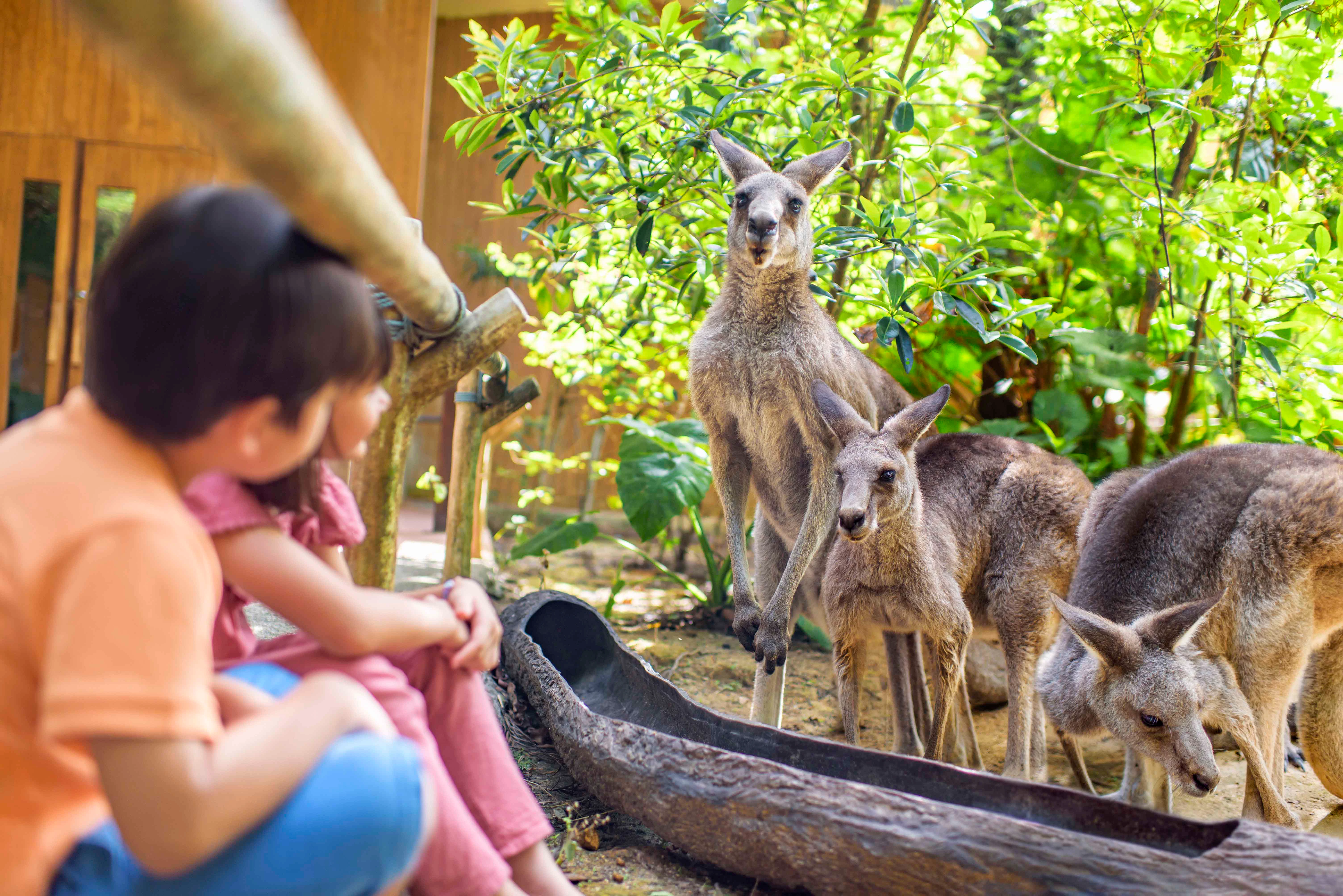 Kangaroos observed by children at Healesville Sanctuary, Australia.
