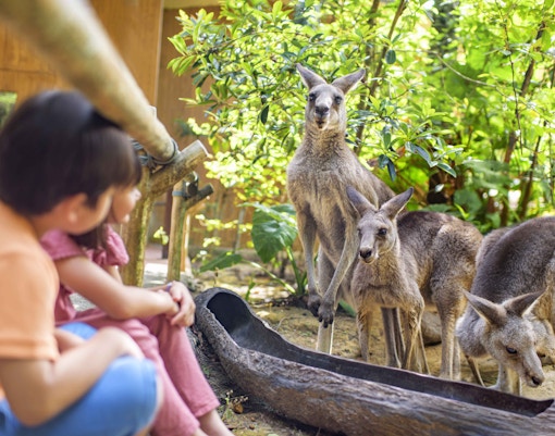A group of chldren watching kangroos from a distance at the Zoo