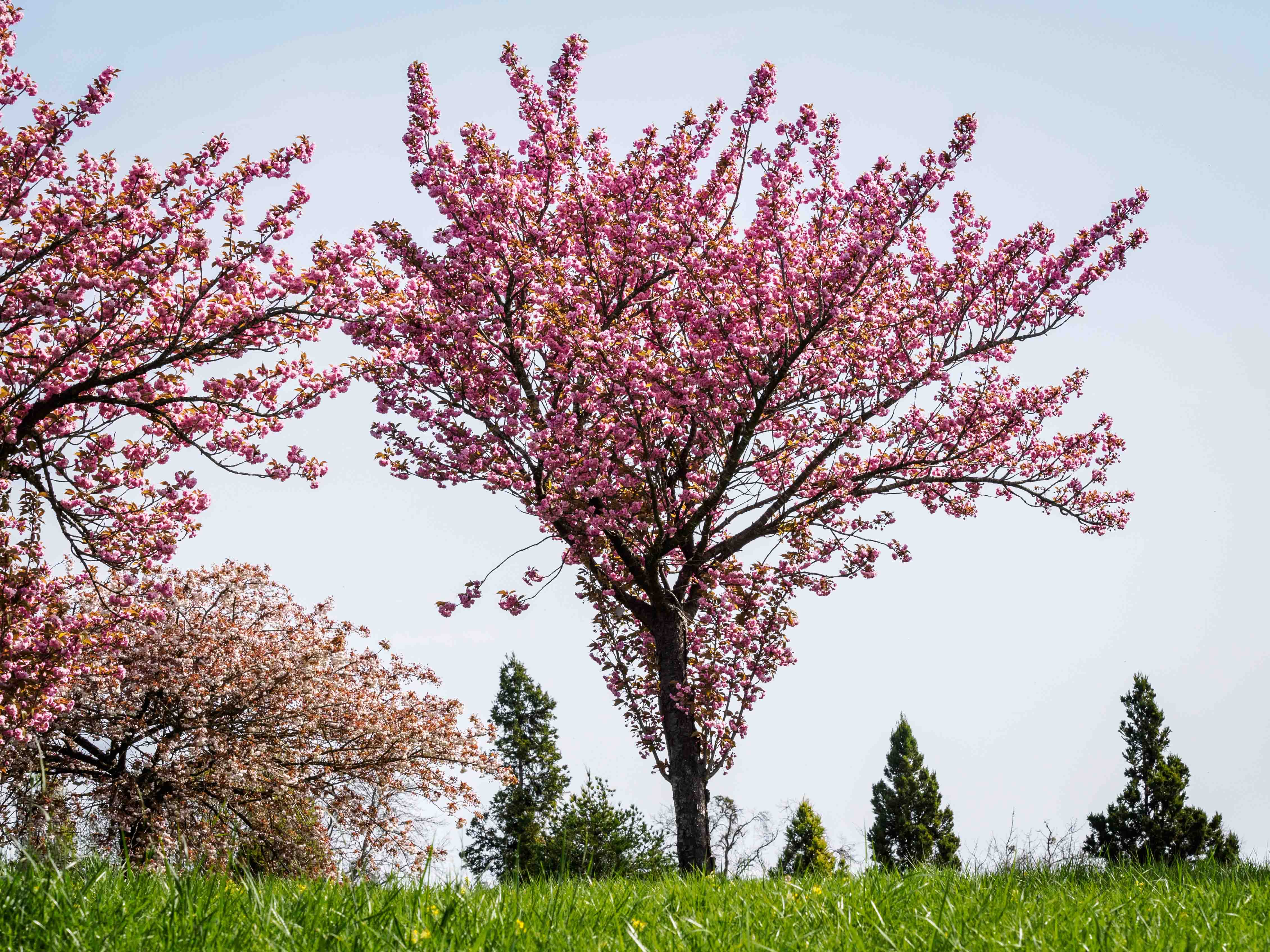 london in may flowers