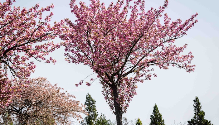 aller à Versailles depuis Paris