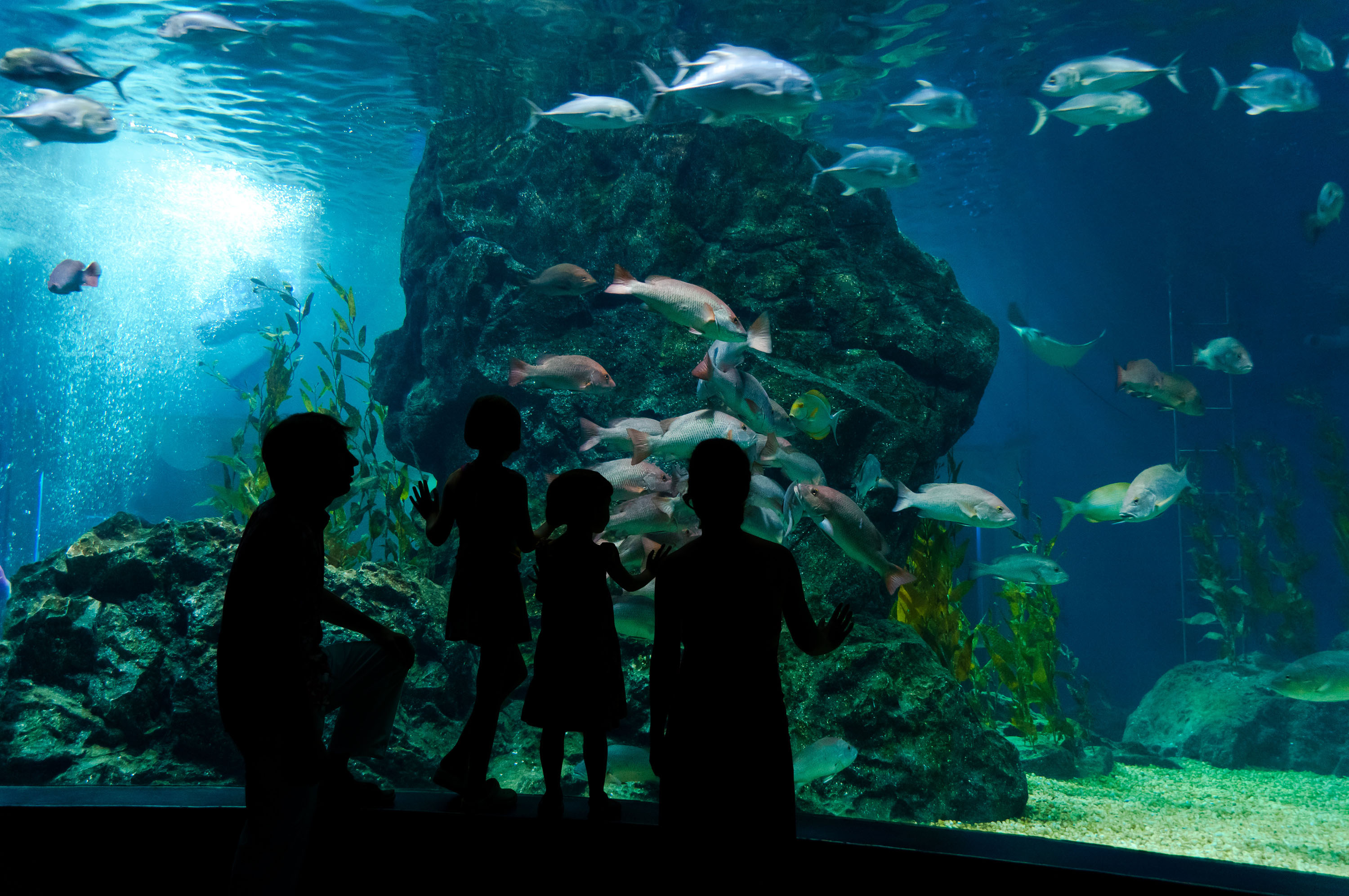 Visitors observing fish in an aquarium at SEA LIFE Chessington.