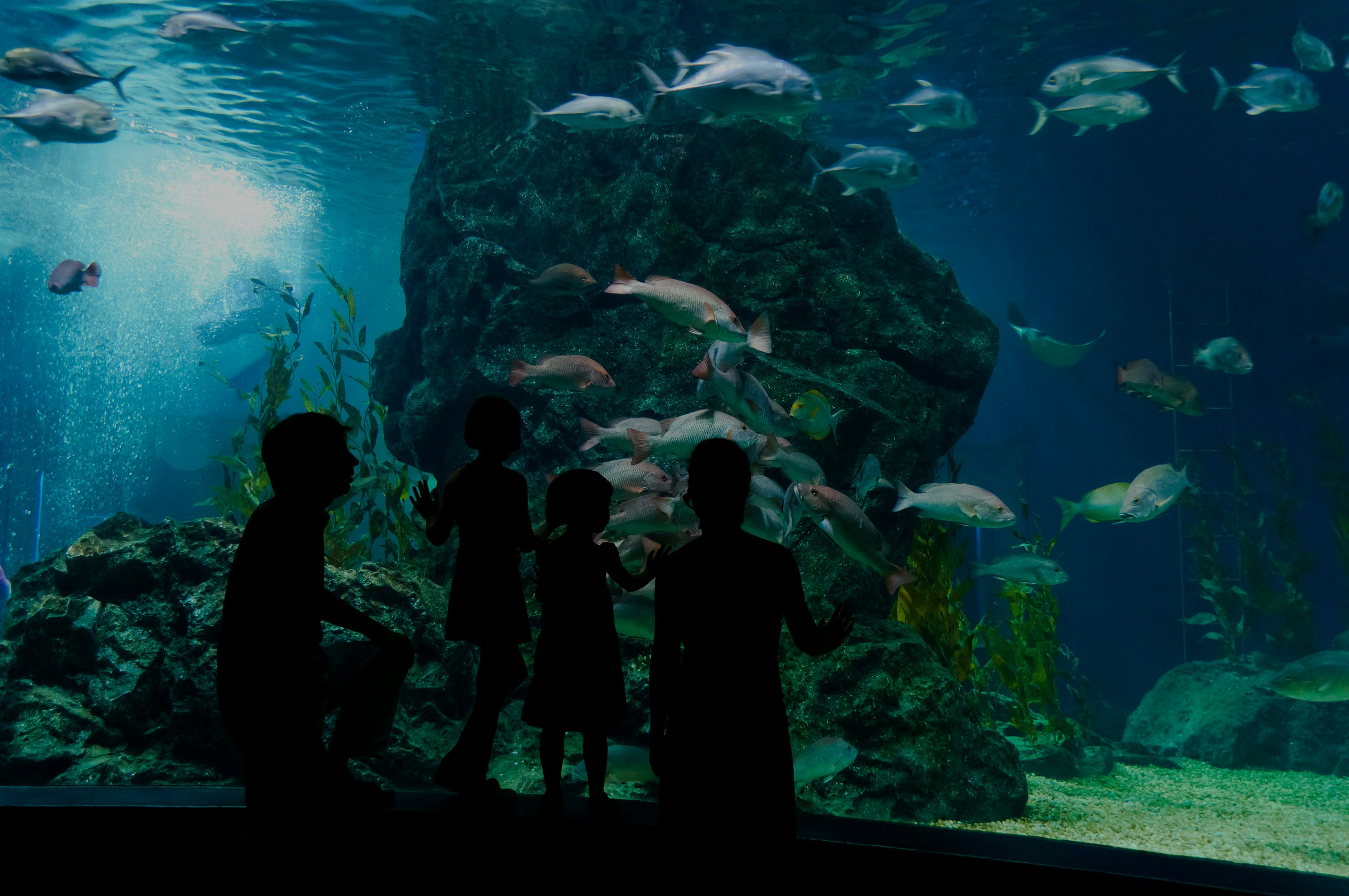 Visitors observing fish in an aquarium at SEA LIFE Chessington.