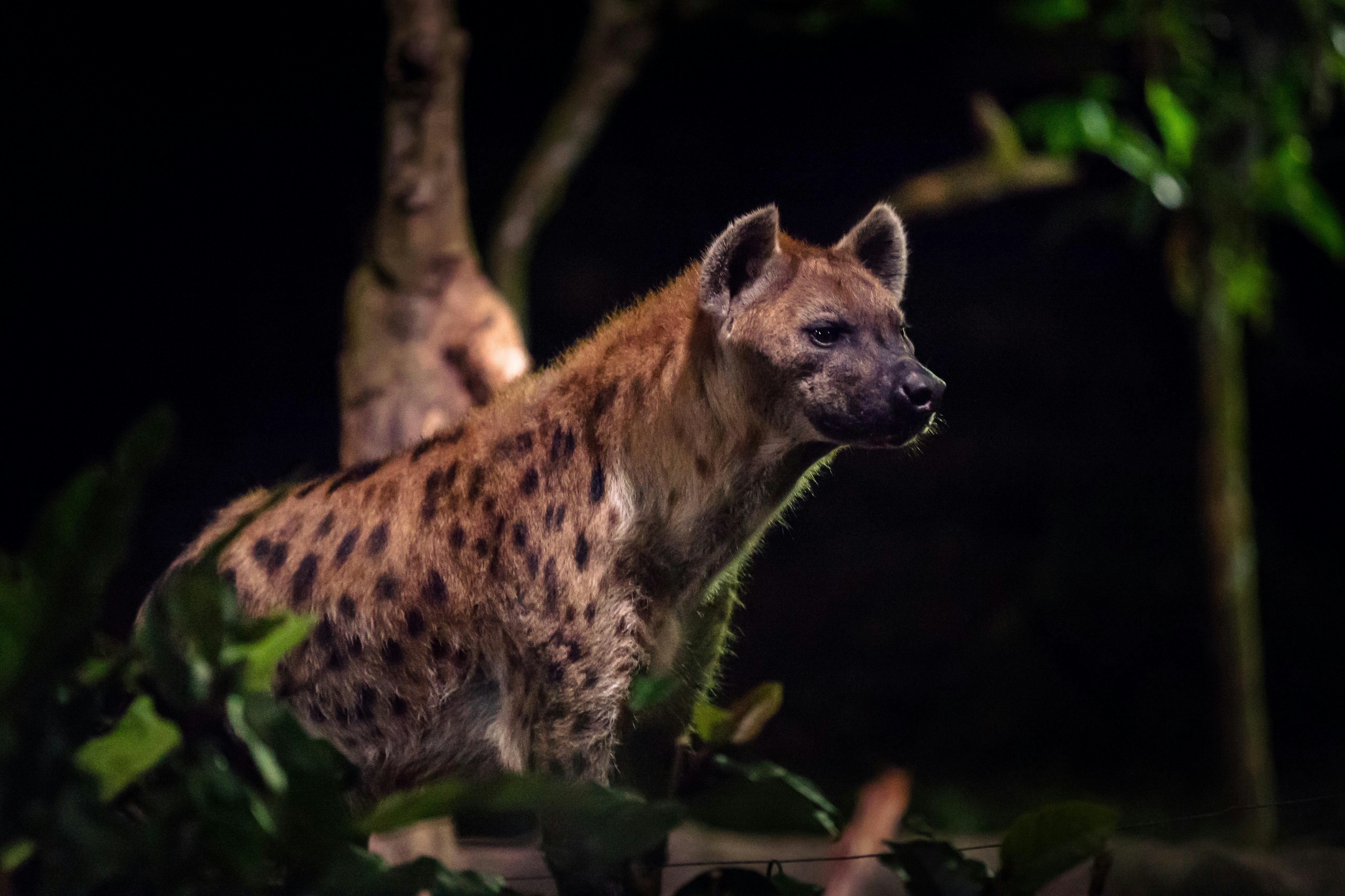 Hyena at Night Safari Singapore amidst foliage.