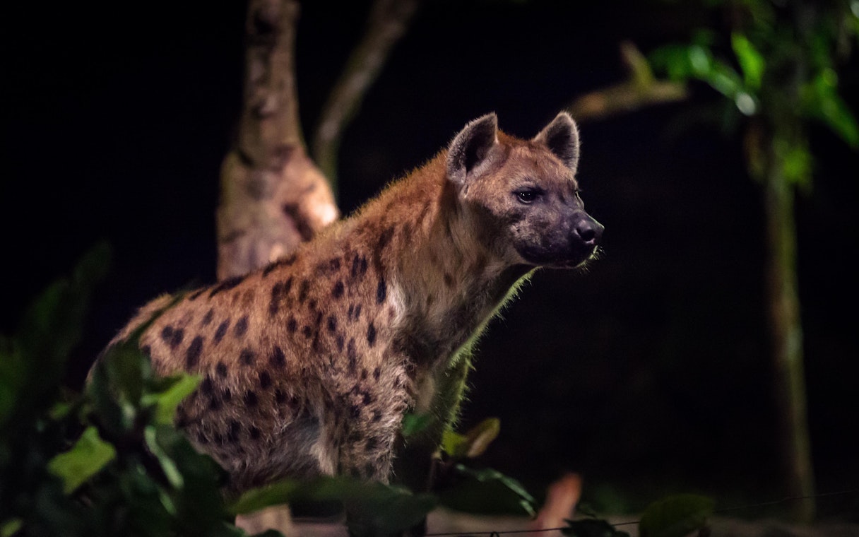 Hyena at Night Safari Singapore amidst foliage.