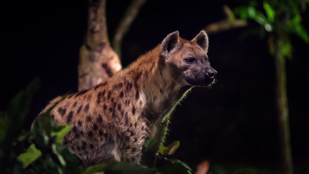 Night Safari Singapore
