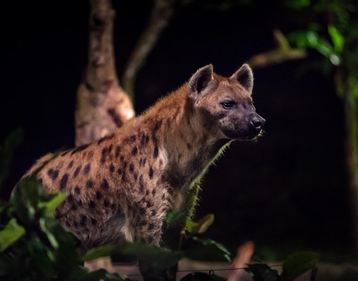 Family exploring Night Safari Singapore with tram ride and wildlife encounters.