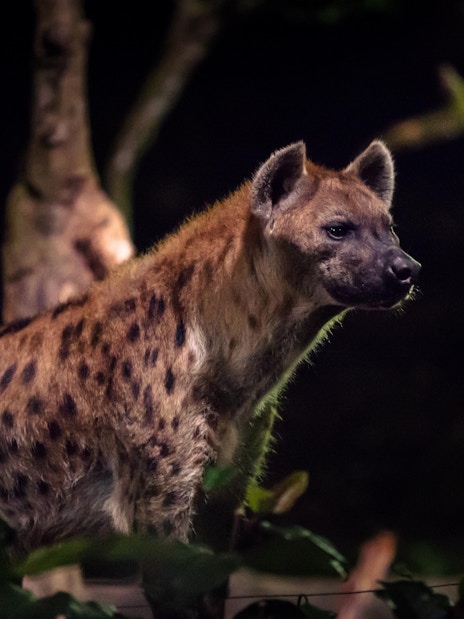 Hyena at Night Safari Singapore amidst foliage.