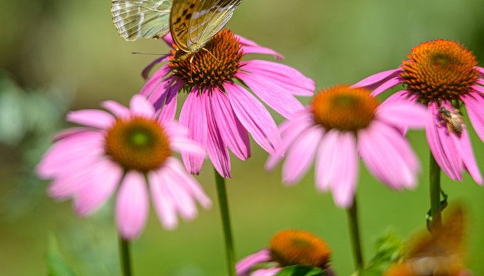 parco sigurtà events